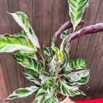  Kalatea (Calathea) ´FUSION WHITE´ - výška 30-40 cm, kont. C1,5L